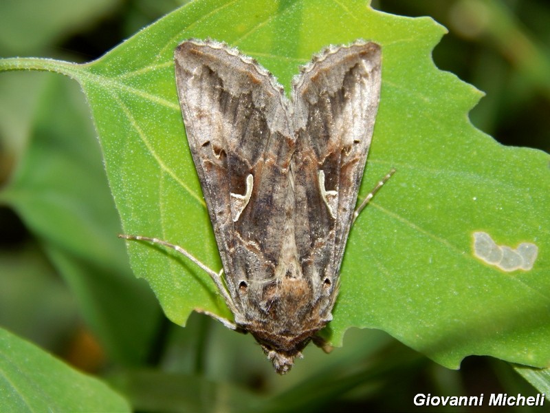 2 Noctuidae Plusiinae